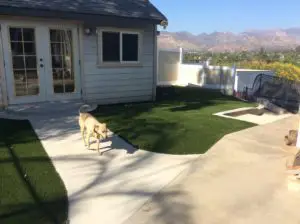 dog and artificial turf