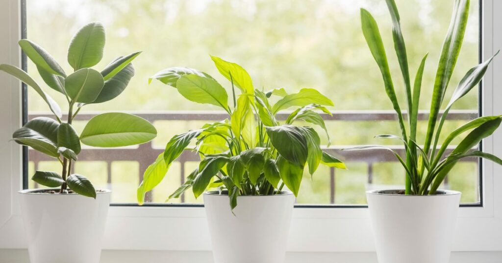 plants on windows